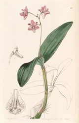 Dendrobium kingianum